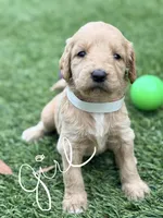 Shana, a female Goldendoodle for sale in Chiefland, FL – Photo 1 of 4
