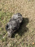 Lady, a female Miniature Labradoodle for sale in Chiefland, FL – 3 of 7