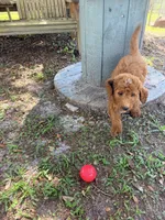 Jerry, a male Goldendoodle for sale in Chiefland, FL – 4 of 5