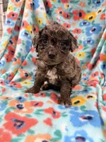 Fifi, a female Miniature Aussiedoodle for sale in Chiefland, FL – 2 of 3