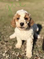 Lulu, a female Goldendoodle for sale in Chiefland, FL – Photo 1 of 4