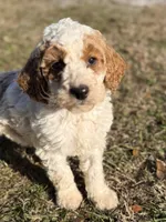 Lulu, a female Goldendoodle for sale in Chiefland, FL – Photo 2 of 4