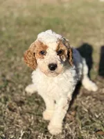 Lulu, a female Goldendoodle for sale in Chiefland, FL – Photo 4 of 4
