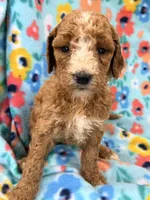 Kelly, a female Goldendoodle for sale in Chiefland, FL – 3 of 3