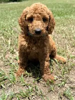 Kevin, a male Goldendoodle for sale in Chiefland, FL – 2 of 3