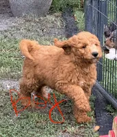 Kris, a male Goldendoodle for sale in Chiefland, FL – 2 of 10