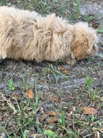 Lucas mini, a male Labradoodle for sale in Chiefland, FL – 4 of 7