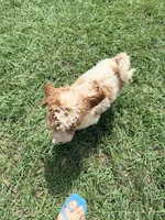 Georgie, a male Goldendoodle for sale in Chiefland, FL – 3 of 3
