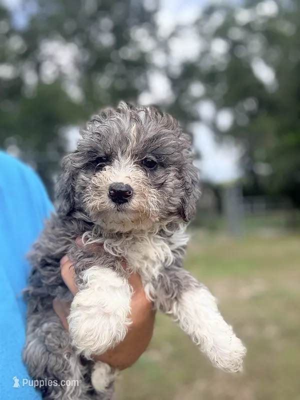 Frannie – Miniature Aussiedoodle puppy for sale in Chiefland, FL