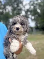 Frannie, a female Miniature Aussiedoodle for sale in Chiefland, FL – 1 of 7