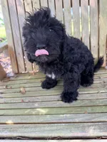 Freddie mini, a male Miniature Aussiedoodle for sale in Chiefland, FL – 4 of 10