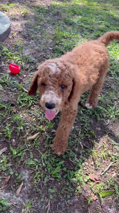 Jamie, a male Goldendoodle for sale in Chiefland, FL – 4 of 4