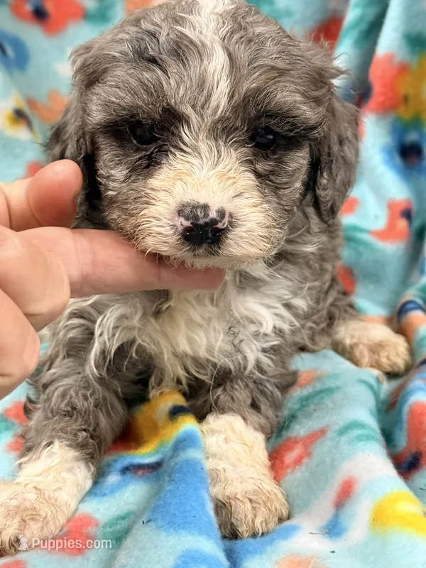 Frannie, a female Miniature Aussiedoodle for sale in Chiefland, FL – 1 of 3
