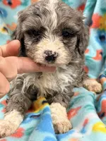 Frannie, a female Miniature Aussiedoodle for sale in Chiefland, FL – 1 of 3