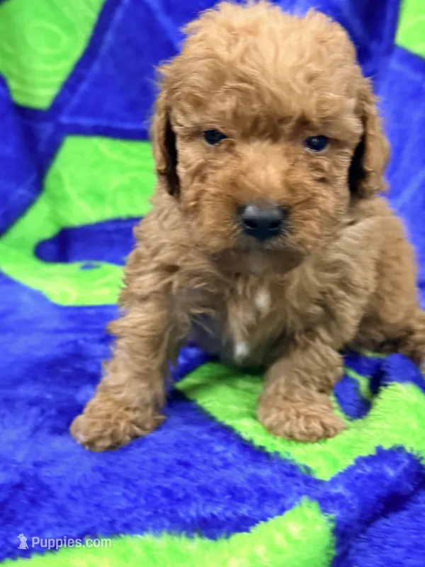 Lane mini – Labradoodle puppy for sale in Chiefland, FL