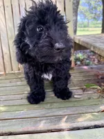 Freddie mini, a male Miniature Aussiedoodle for sale in Chiefland, FL – 3 of 10