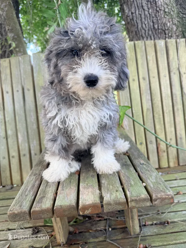 Fluffy – Miniature Aussiedoodle puppy for sale in Chiefland, FL