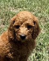 Kris, a male Goldendoodle for sale in Chiefland, FL – 1 of 4