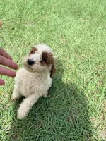 Goldie, a female Goldendoodle for sale in Chiefland, FL – 2 of 3