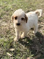 Lilly, a female Goldendoodle for sale in Chiefland, FL – Photo 1 of 4