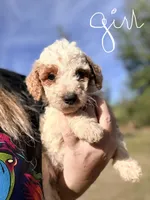 Lilly, a female Goldendoodle for sale in Chiefland, FL – Photo 2 of 4