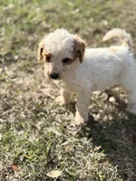 Lilly, a female Goldendoodle for sale in Chiefland, FL – Photo 3 of 4