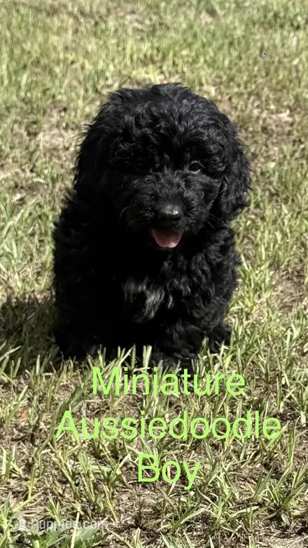 Freddie – Miniature Aussiedoodle puppy for sale in Chiefland, FL