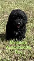 Freddie, a male Miniature Aussiedoodle for sale in Chiefland, FL – 1 of 6