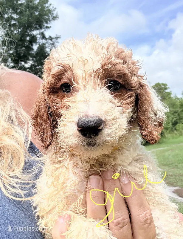 Georgia – Goldendoodle puppy for sale in Chiefland, FL