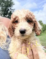 Georgia, a female Goldendoodle for sale in Chiefland, FL – 1 of 4