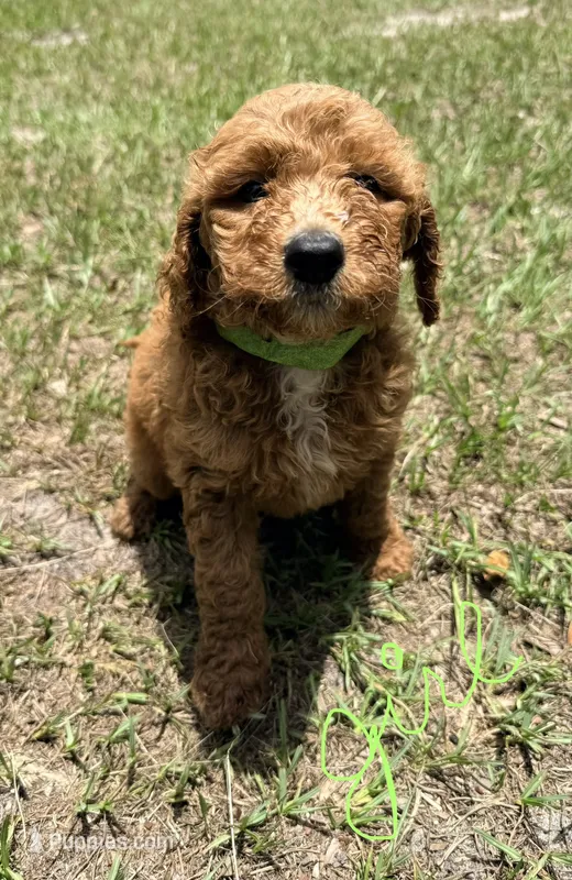 Koko – Goldendoodle puppy for sale in Chiefland, FL