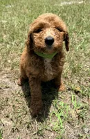 Koko, a female Goldendoodle for sale in Chiefland, FL – 1 of 4