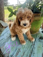 Gina, a female Goldendoodle for sale in Chiefland, FL – 6 of 10