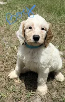 Kam, a male Goldendoodle for sale in Chiefland, FL – 1 of 3