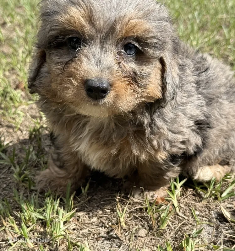 Frank – Miniature Aussiedoodle puppy for sale in Chiefland, FL