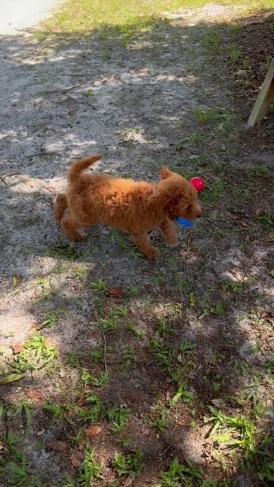 Jimmy, a male Goldendoodle for sale in Chiefland, FL – 4 of 4