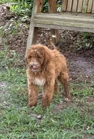 Gina, a female Goldendoodle for sale in Chiefland, FL – 2 of 10