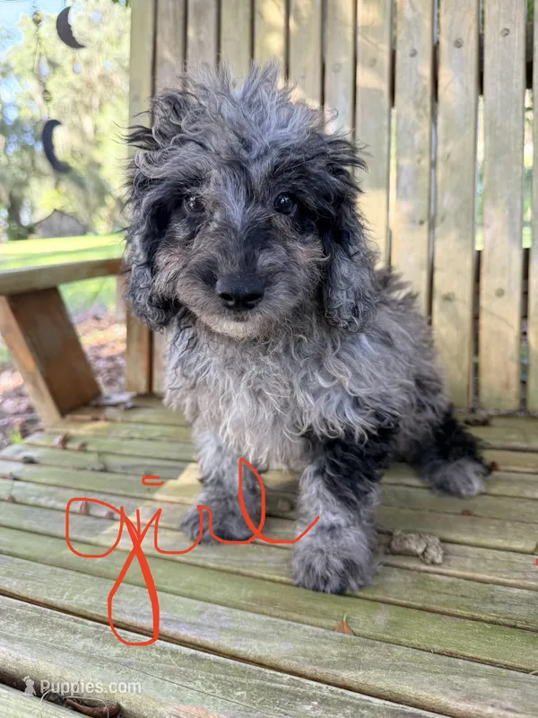 Lady – Miniature Labradoodle puppy for sale in Chiefland, FL