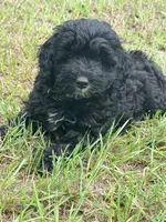 Ford, a male Miniature Aussiedoodle for sale in Chiefland, FL – 3 of 6