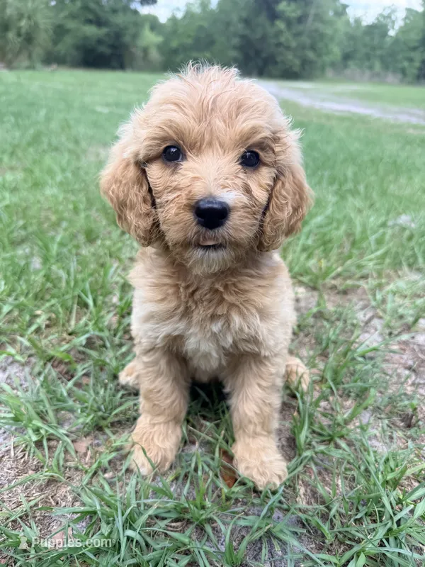 Sara – Goldendoodle puppy for sale in Chiefland, FL