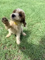 Georgia, a female Goldendoodle for sale in Chiefland, FL – 3 of 4