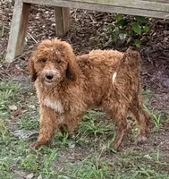 Gina, a female Goldendoodle for sale in Chiefland, FL – 3 of 10