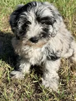 Lilly, a female Miniature Labradoodle for sale in Chiefland, FL – 1 of 8