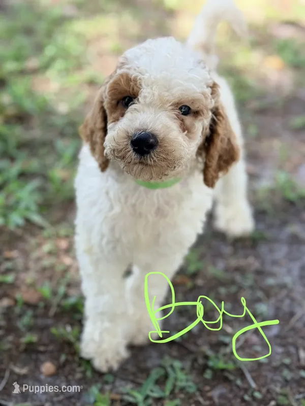 Gregg – Goldendoodle puppy for sale in Chiefland, FL