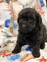 Lass, a male Miniature Labradoodle for sale in Chiefland, FL – 1 of 3