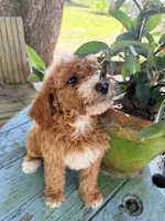 Gina, a female Goldendoodle for sale in Chiefland, FL – 5 of 10
