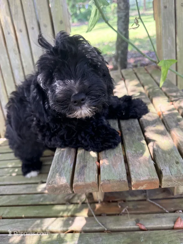 Freddie mini – Miniature Aussiedoodle puppy for sale in Chiefland, FL