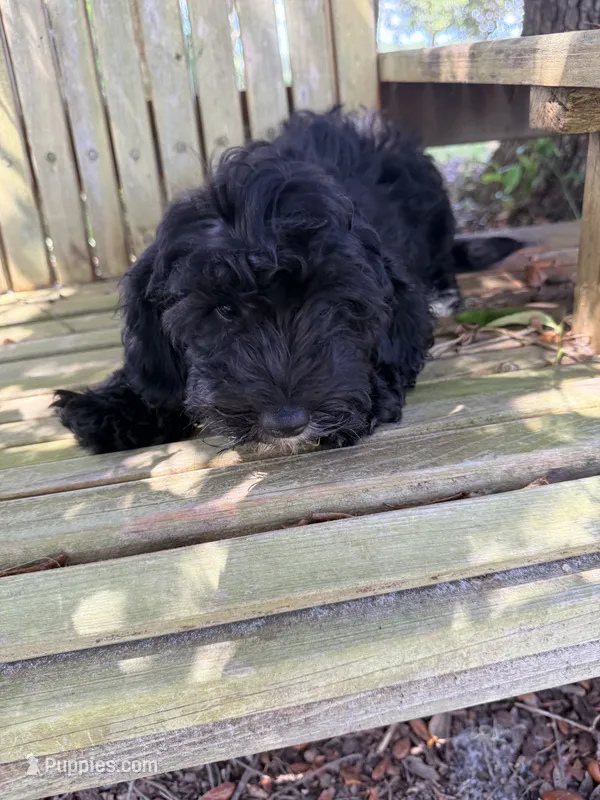 Fizzy – Miniature Aussiedoodle puppy for sale in Chiefland, FL