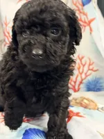 Lass, a male Miniature Labradoodle for sale in Chiefland, FL – 2 of 3