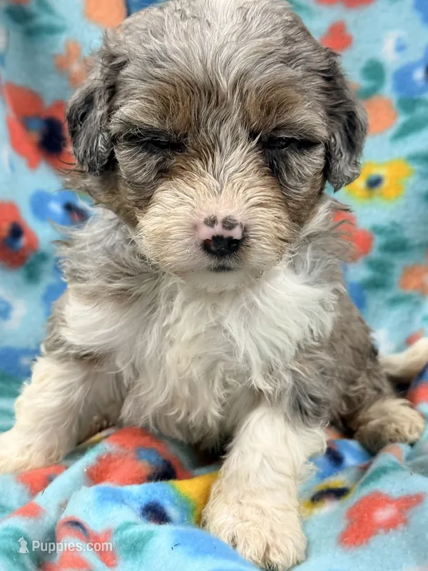 Fluffy – Miniature Aussiedoodle puppy for sale in Chiefland, FL